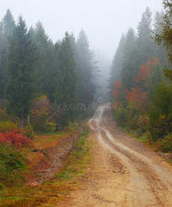 森林 神秘 魔术 风景 怪物 薄雾 颜色 幻想 地面 落下