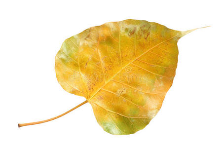 树叶 光合作用 植物学 植物区系 春天 佛教徒 阴影 纹理