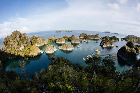 生物学 风景 进化 丛林 栖息地 生态系统 生态学 安培