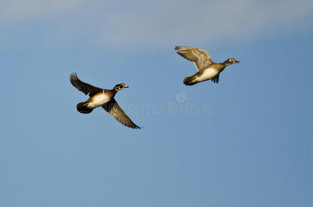 鸭子 天空 美国 飞行 动物 水禽 盘旋 野生动物 自然