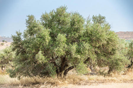地中海 食物 自然 奥利文 水果 栽培 古老的 抗氧化剂