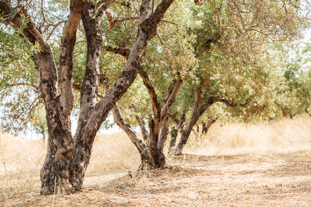 奥利文 领域 橄榄 花园 希腊 农业 地中海 农事 栽培