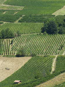 植物 农场 农业 欧洲 小山 意大利 摄影 夏天 风景 帕维斯