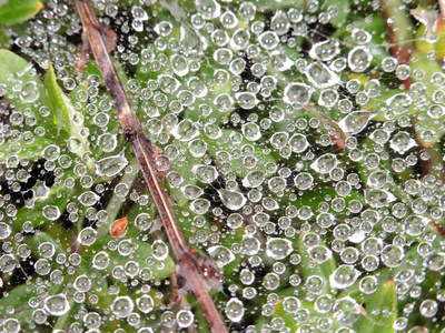 露水滴在植物上