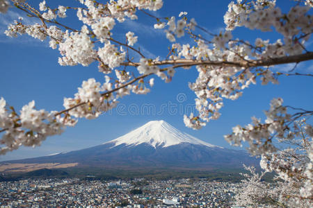 富士山樱花