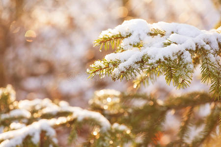 冷杉 材料 云杉 冬天 颜色 礼物 自然 圣诞节 森林 古老的