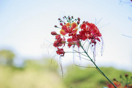 以色列 花瓣 天堂 火焰 花园 孔雀 开花 分支 树叶 植物区系