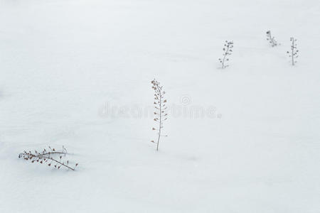 雪中干燥的药草荠菜