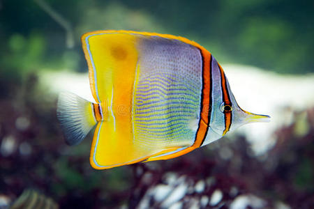 水族馆鱼类