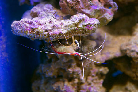 水下 生活 海的 动物 水族馆 触角 节肢动物 颜色 世界