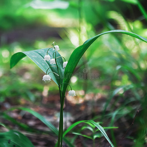 花序 草地 园艺 季节 草本植物 植物学 开花 自然 移动