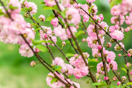 碰撞 樱桃 集中 日本 盛开 自然 花的 植物区系 四月