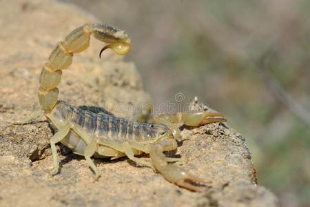 桂花酿酒黄色桂花阿塞拜疆常见的黄色蝎子(occitanus)防御姿势照片
