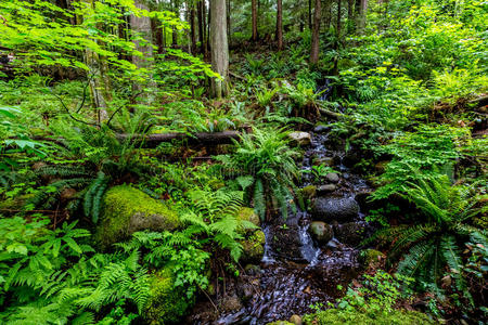一条晶莹的溪流流过美丽的原始雨林
