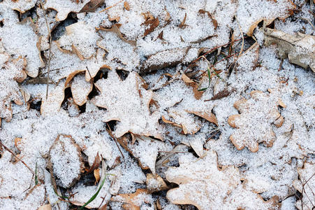 冻结 树叶 秋天 寒冷的 落下 特写镜头 季节 自然 冬天