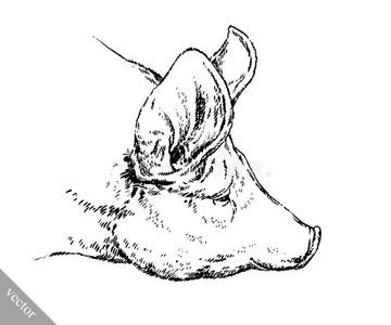 毛笔画墨水画猪插图照片