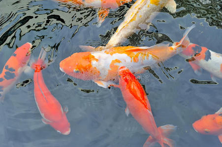 在池塘里游泳的锦鲤鱼照片