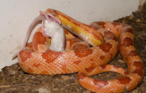 玉米蛇吃老鼠