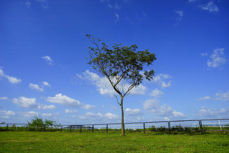 公园 橡树 农业 自然 分支 天空 风景 生态学 土地 季节