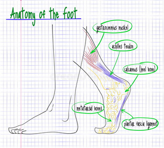 曰本动漫足交绘制人体足侧的解剖图照片
