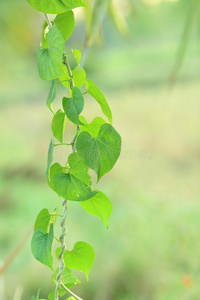 植物 居住 健康 生物 森林 地球 照顾 能量 情人 花园