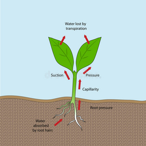 植物 空气 教育 科学 生物学 头发 蒸腾作用 扩散 生理学