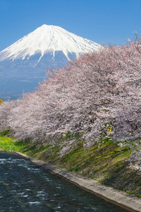 旅行 攀登 开花 地标 风景 日本 日本人 美丽的 富士