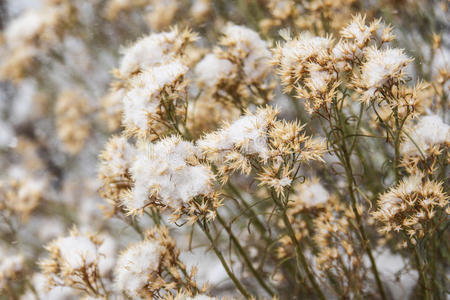 冰冷的 花的 花园 植物区系 植物 季节 公园 颜色 花瓣