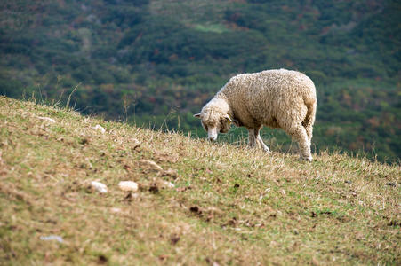 农场 领域 乡村 牲畜 高地 动物 广阔 羔羊 羊毛 兽群