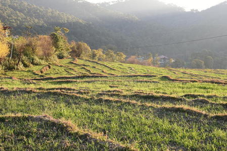 玉米 风景 农田 培养 乡村 植物 农场 农业 收获 地面