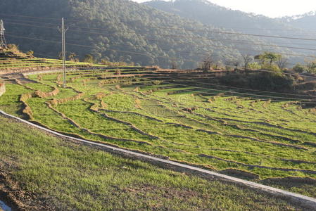 作物 农田 农业 草地 乡村 收获 领域 场景 玉米 风景