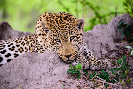 雌性豹子放心非洲野狗在草地上休息非洲野狗喝水非洲水牛水牛角非洲
