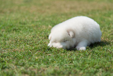 草地 小狗 夏天 自然 乐趣 睡觉 犬科动物 行动 外部