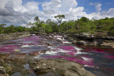 美丽的 环境 公司 晶体 彩虹 雨林 地标 哥伦比亚 颜色