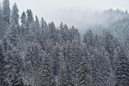 假日 松木 仙女 暴风雪 寒冷的 新的 自然 薄雾 圣诞节