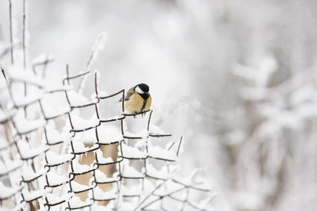 冬天坐在链子篱笆上的鸟