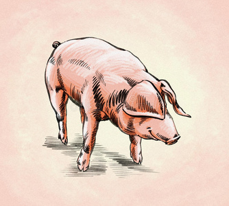 毛笔头毛笔画墨水画猪插图照片