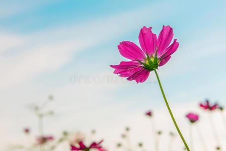 粉红色的宇宙花。