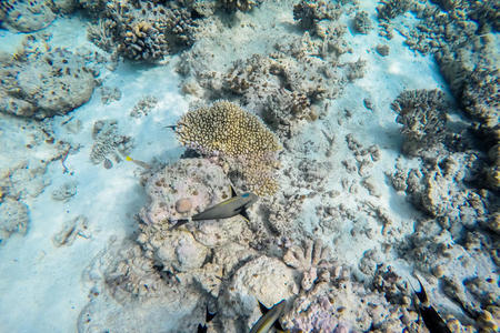 马尔代夫岛附近的异国海洋生物