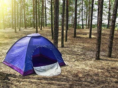 旅游业 露营 公园 松木 冒险 闲暇 森林 帐篷 风景 休息