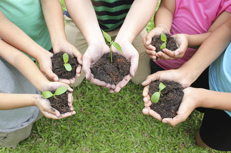 手握树苗在土壤表面照片