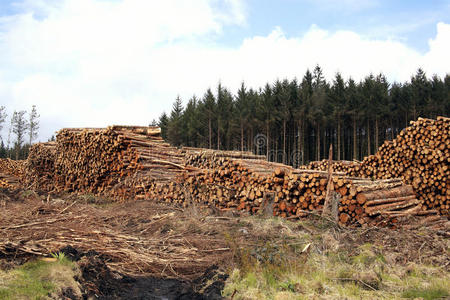 燃料 木材 乡村 林业 树皮 行业 植物区系 自然 环境