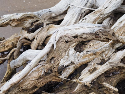 关闭浮木树根照片