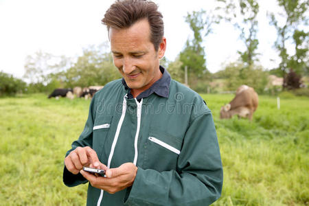 自然 智能手机 农事 领域 奶牛 牧人 农业 农民 育种