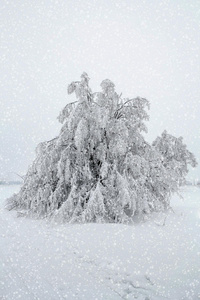 冬季景观中的雪树