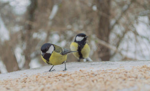 鸟类 喂养 种子 纹理 食物 森林 季节 自然 动物 山雀