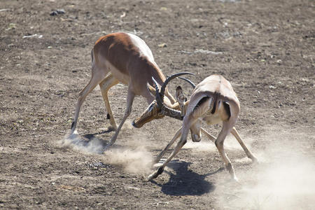 动物 黑斑羚 非洲 猛撞 喇叭 争端 动物群 竞争对手 决斗