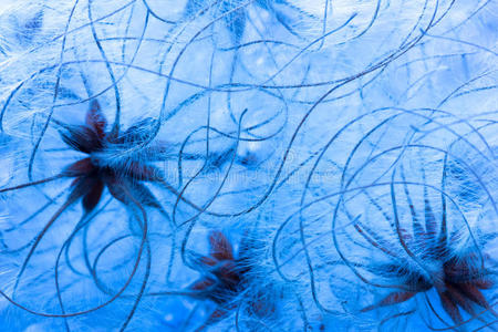 蔚蓝 晶体 铁线莲 真实的 特写镜头 分支 照片 生长 柔和的