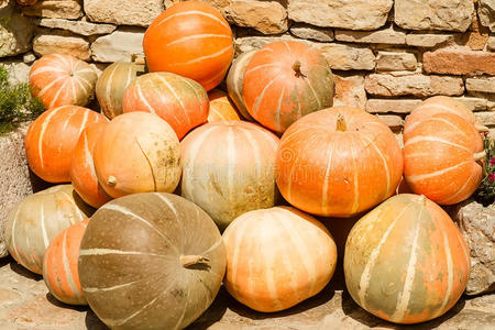 许多大南瓜图片