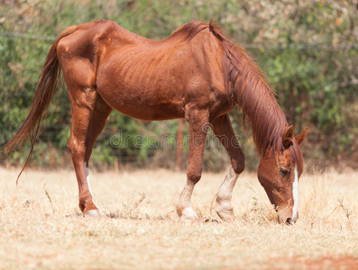 古道西风瘦马图片